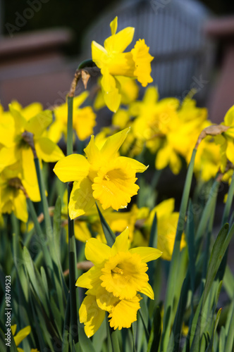Fototapeta Naklejka Na Ścianę i Meble -  Yellow daffodil flowers in the garden