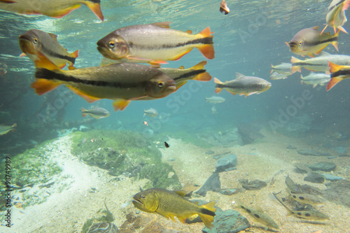 Diving at Salobra river with fishes piraputanga, piau, dourado and others © Luciano Queiroz
