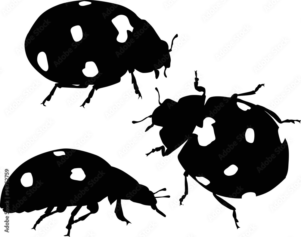 Obraz premium three black ladybugs silhouettes isolated on white