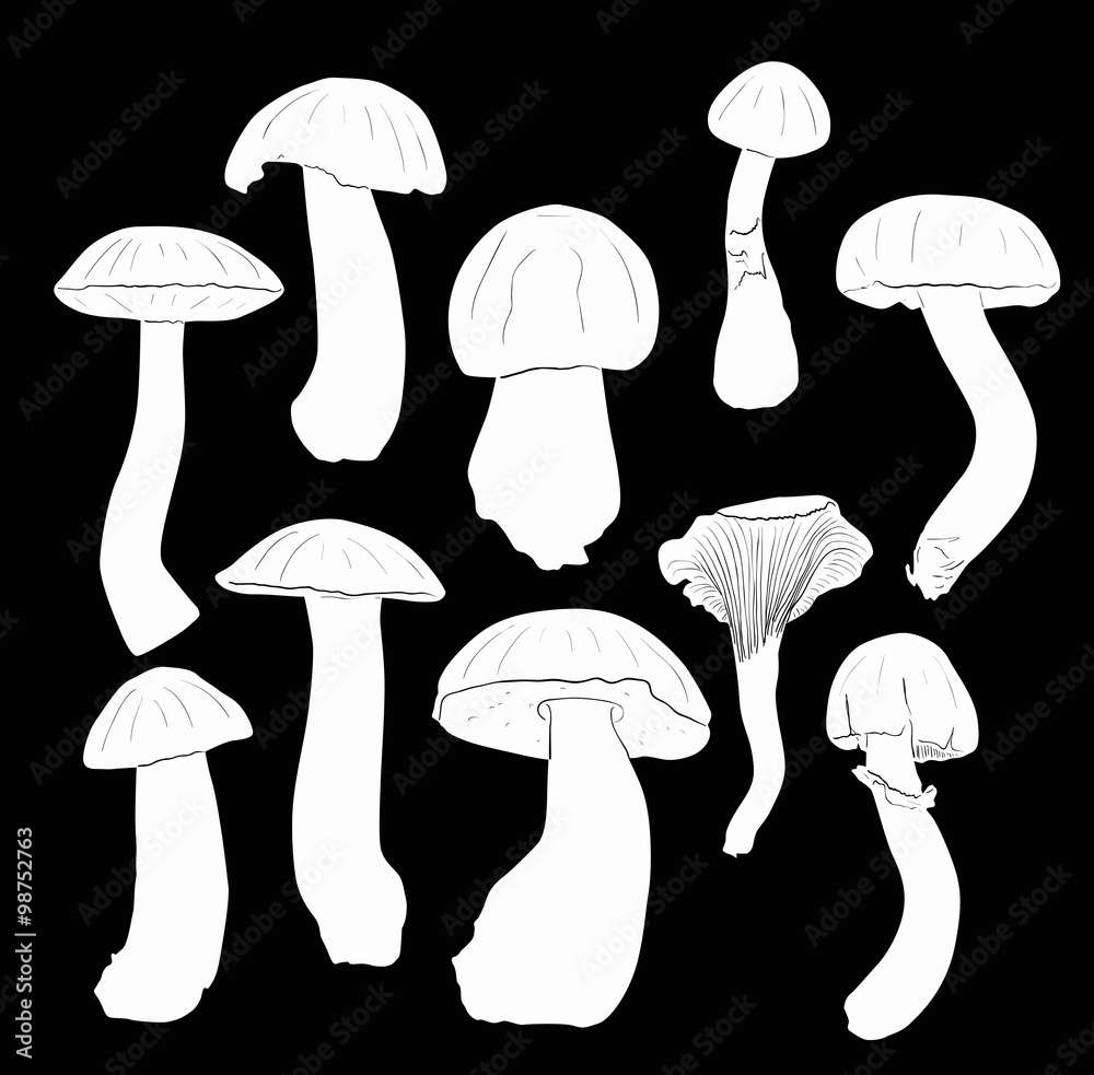 ten mushrooms sketches on black