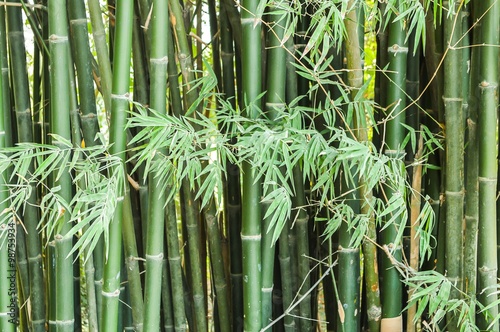 green bamboo tree in nature garden
