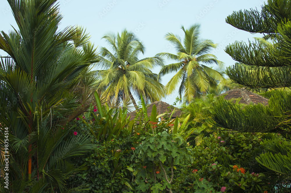 Fototapeta premium beautiful garden of tropical plants