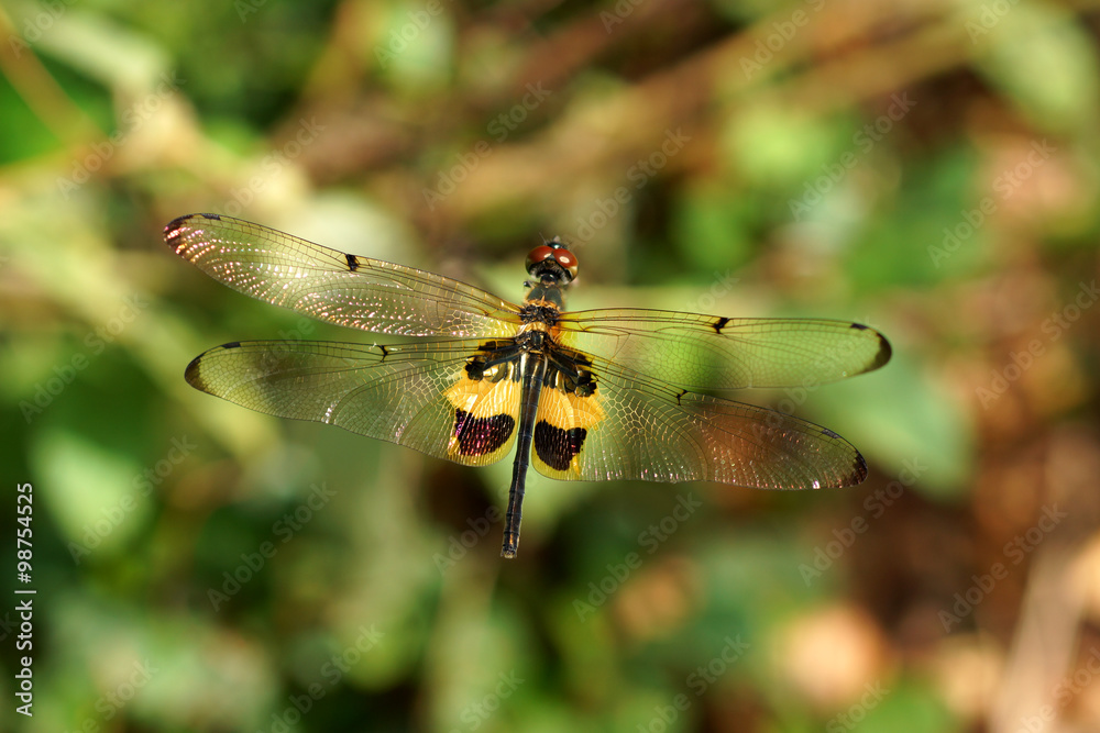 Dragonfly in the Botanical Gardens. Dragonfly in the Botanical Gardens.