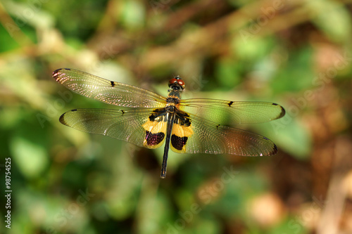Dragonfly in the Botanical Gardens. © noppharat