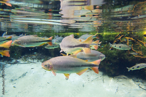 Photography Diving at Salobra river with fishes piraputanga, piau, dourado a
