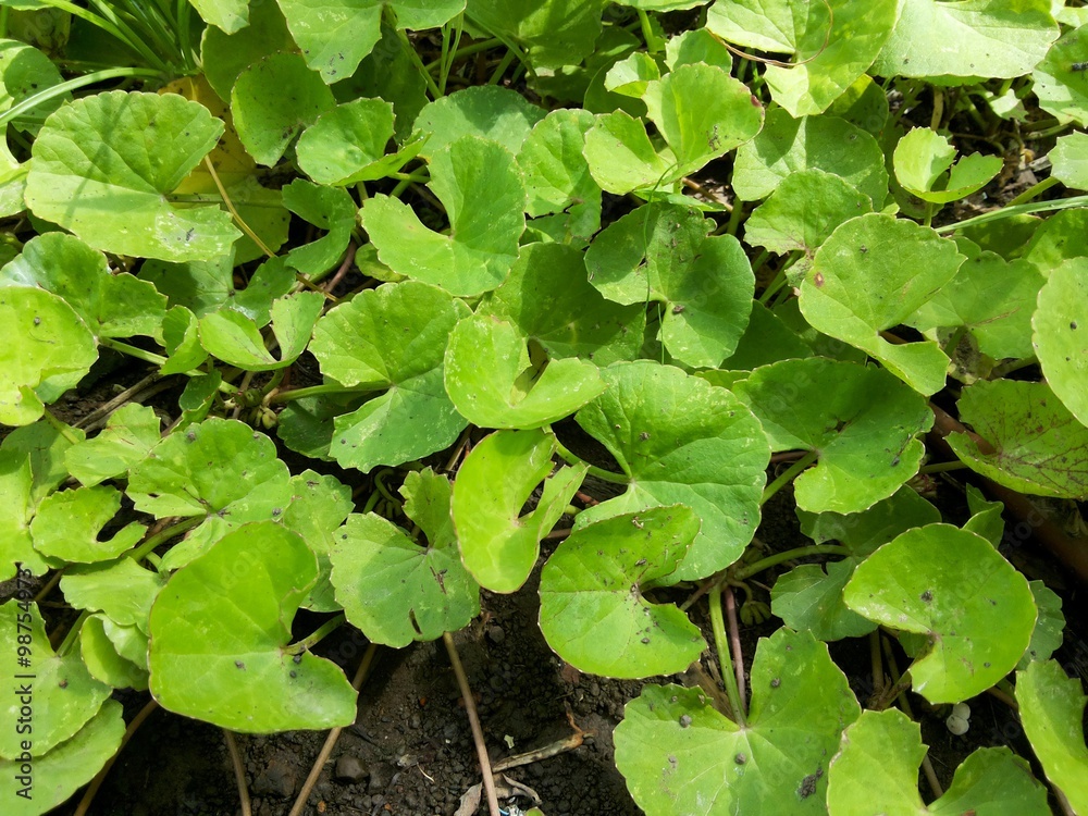 green centella asiatica tree in vegetable garden green centella asiatica tree in vegetable garden