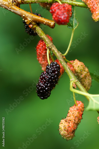 Fresh ripe mulberry berries on tree