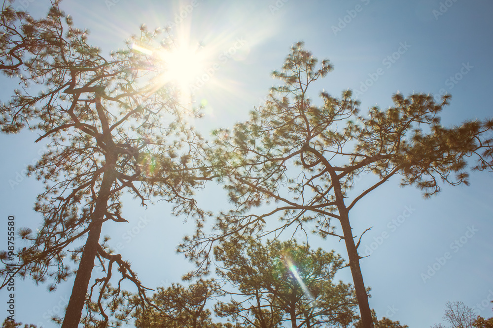 Obraz premium landscape