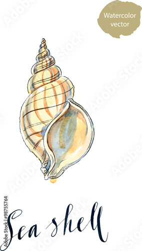Watercolor sea shell