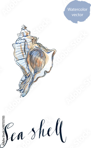 Watercolor sea shell