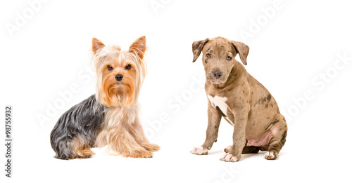 Yorkshire terrier and a puppy Pit bull