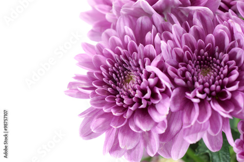 Obraz na plátne Violet chrysanthemum on white background