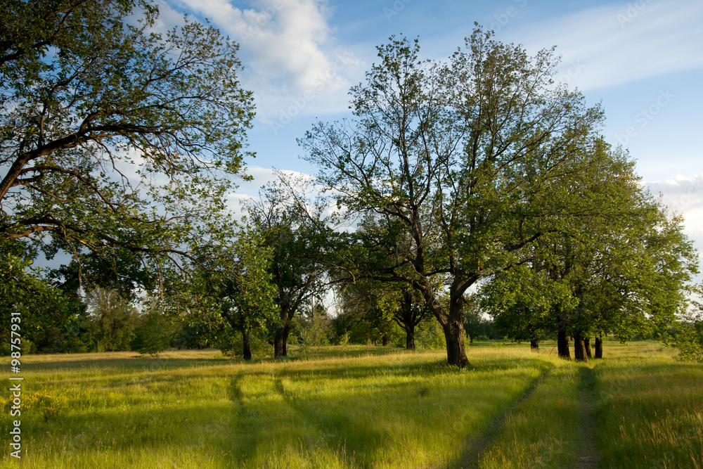 The outside view with grass and trees on the evening sun, serene corner