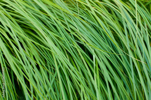  The natural grass texture