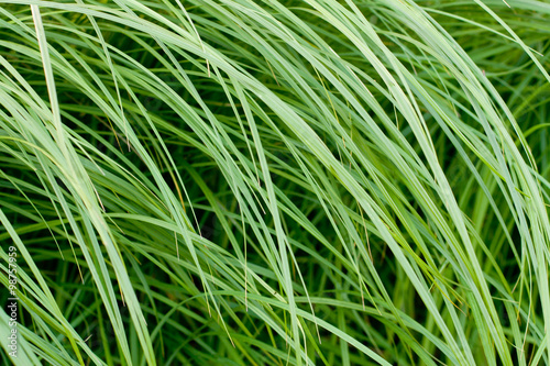 the spring grass texture