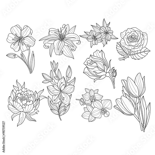 Flower Set. Hand Drawn Vector Illustration 