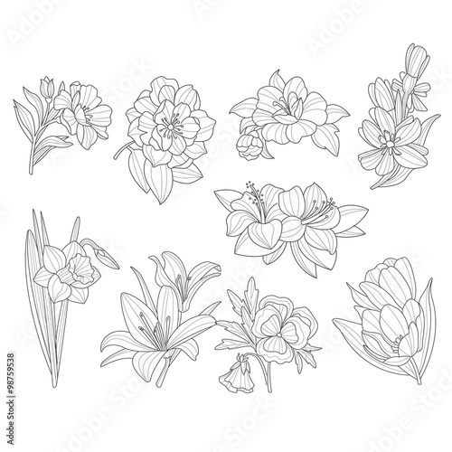 Flower Collection. Hand Drawn Vector Illustration 