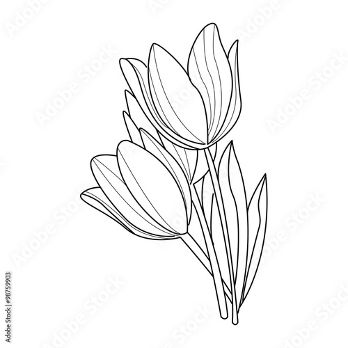 Tulip Flowers Sketch. Vector