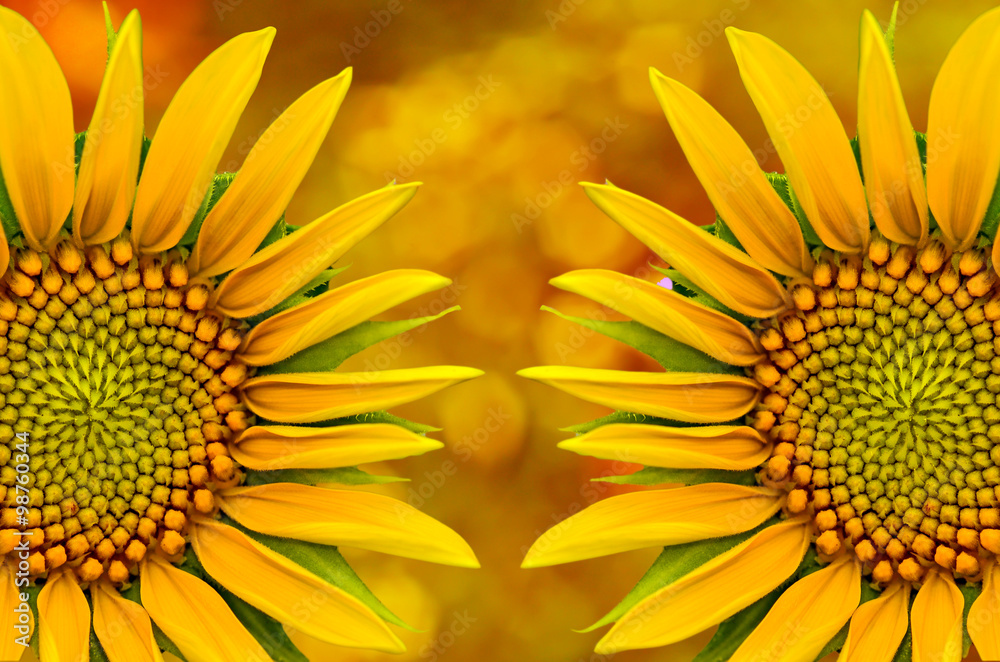 Naklejka premium sunflower closeup
