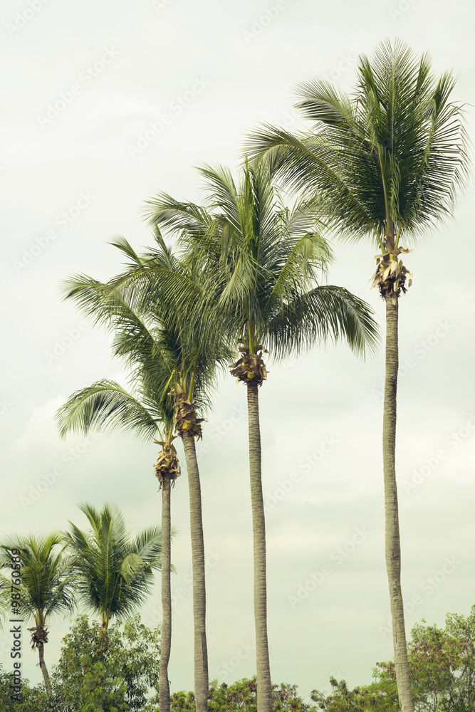 palm trees row