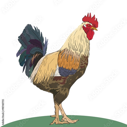 beautiful and proud rooster