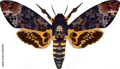 Acherontia atropos is the most widely known of the three species of Death's-head Hawk moth