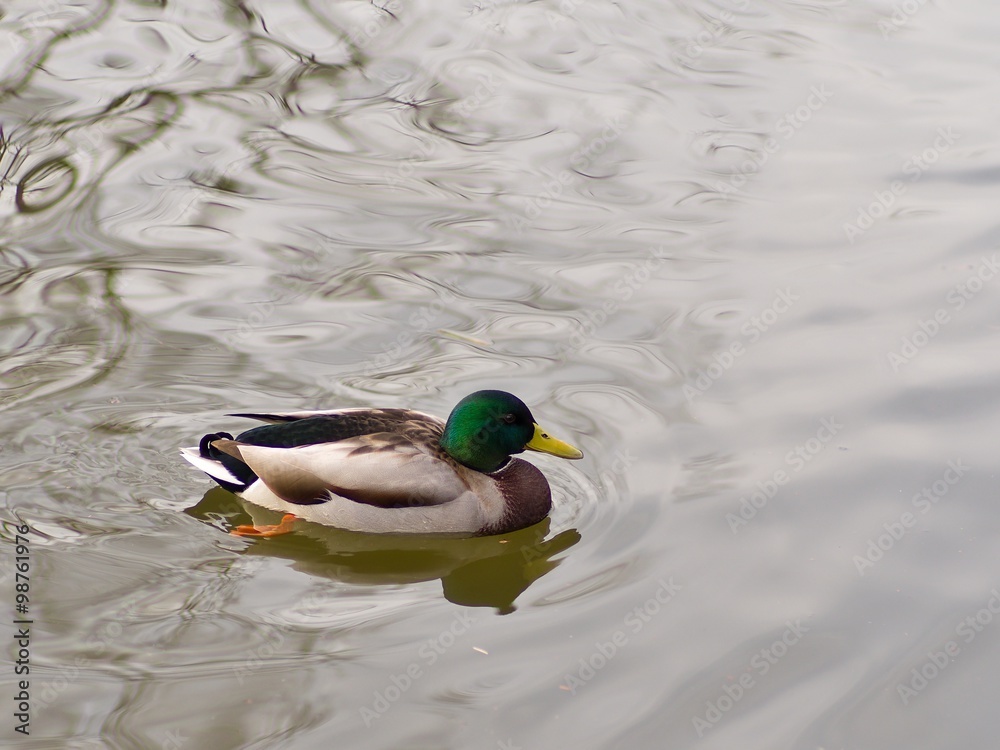 Obraz premium Male adult drake mallard duck swimming in river with water reflection closeup portrait. In the winter time before christmass looking for some food. 