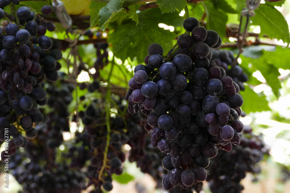 purple grape vine at the agricultural farm purple grape vine at the agricultural farm