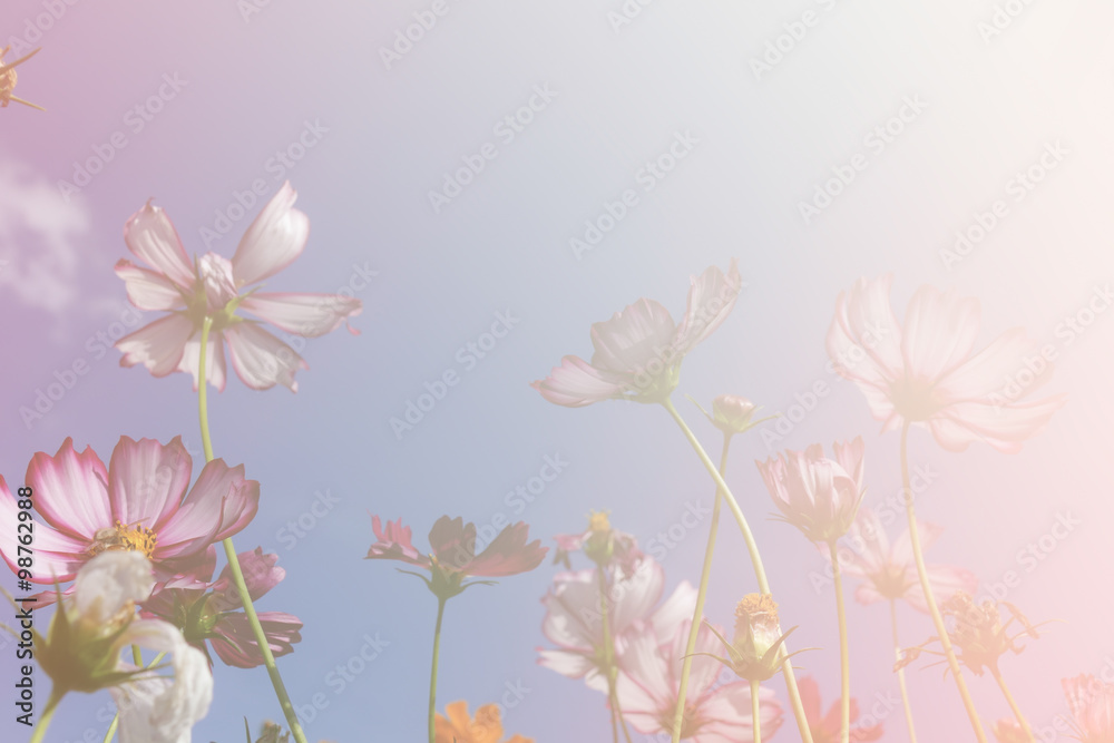 cosmos flower meadow with blue sky