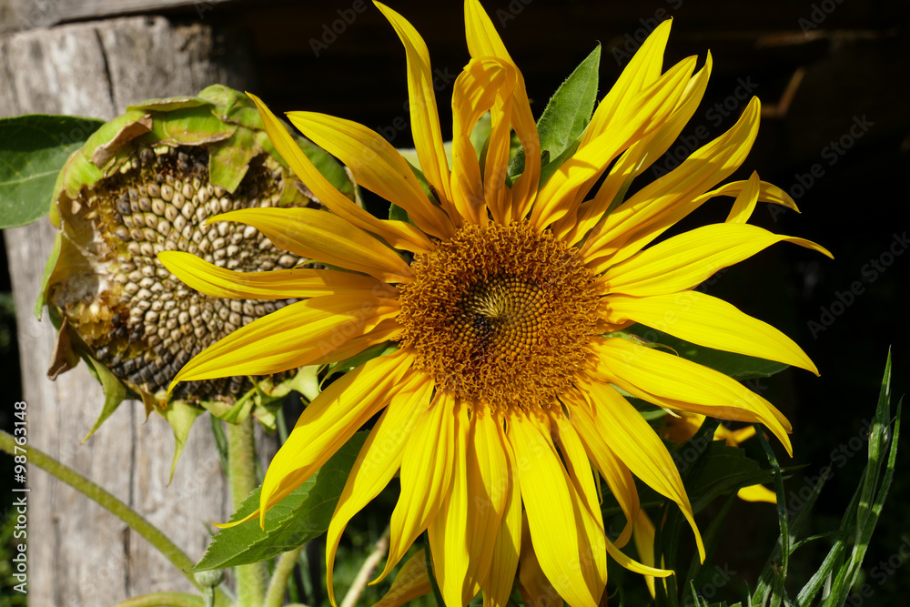 Naklejka premium sunflower in the garden