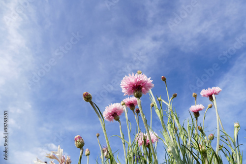 pink Cornflower with blue sky background photo