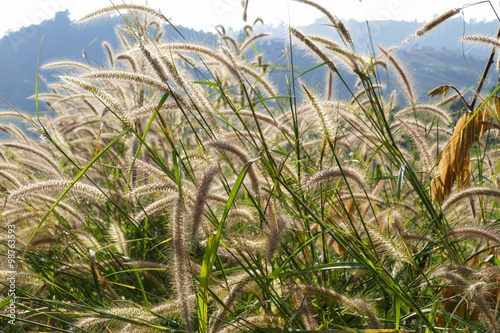 Fototapeta Naklejka Na Ścianę i Meble -  poaceae meadow