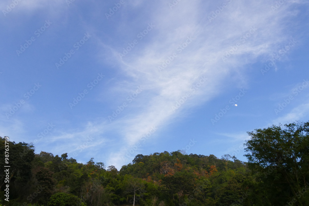 forest on the hill with cloud, sky forest on the hill with cloud, sky