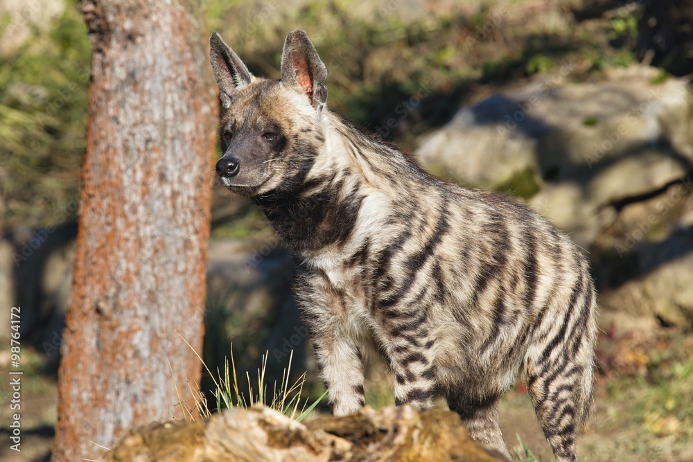 Striped Hyaena, Hyaena hyaena, watching nearby Striped Hyaena, Hyaena hyaena, watching nearby
