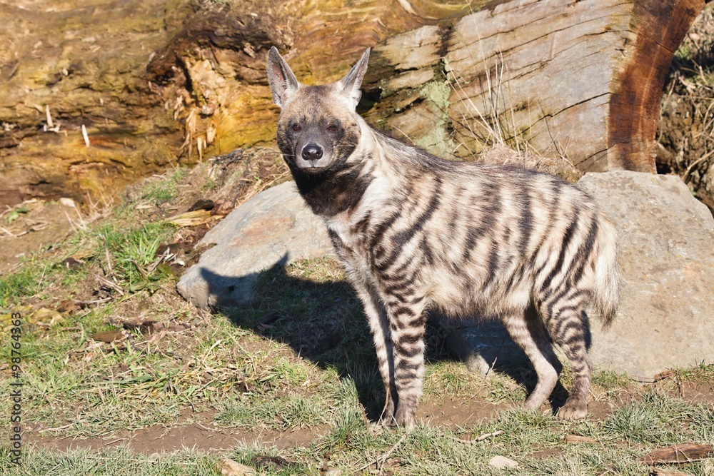 Naklejka premium Striped Hyaena, Hyaena hyaena, watching nearby