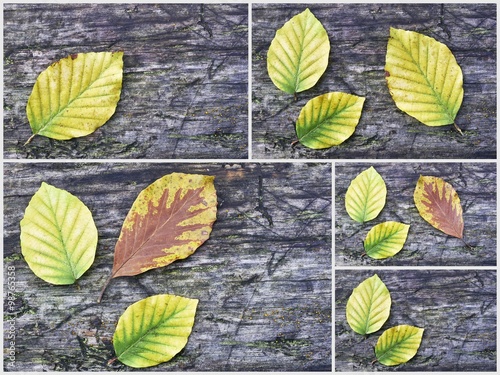 Collage beech leaves
