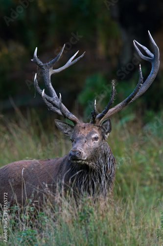 Red Deer Stag  Cervus Elaphus  Red Deer Stag in long grass at the edge of forest