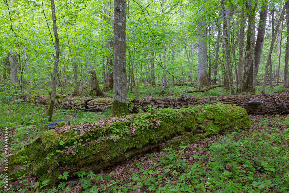 Moss wrapped part of broken oak lying