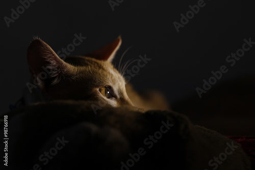 Cat at home