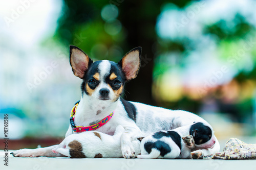 Chihuahua, dogs, pets. © ownza