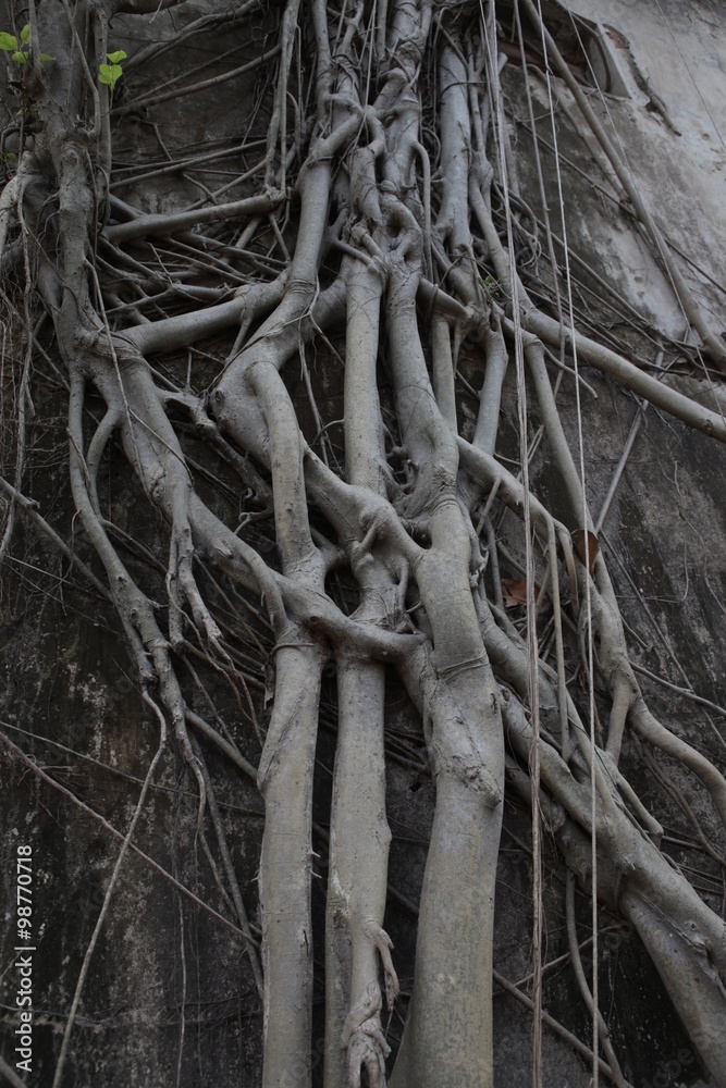 Roots in old house