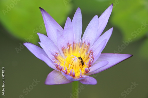 Thai Lotus with a little bee