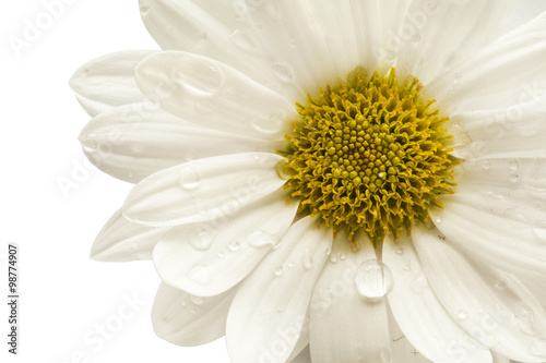 Flower daisy on white background