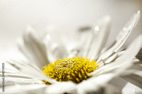 Fototapeta Naklejka Na Ścianę i Meble -  Daisy flowers
