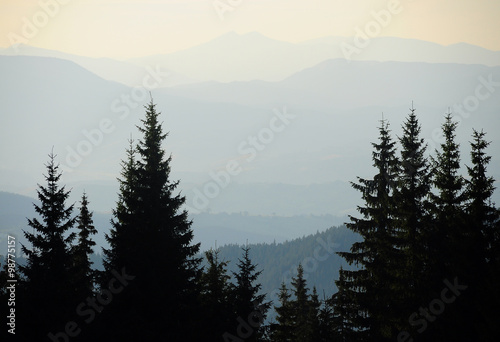 Fototapeta Naklejka Na Ścianę i Meble -  Pines in the Mountains