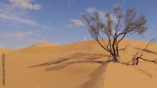 Sahara Landscape, Dunes and a Withered Tree
