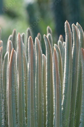 piante grasse photo