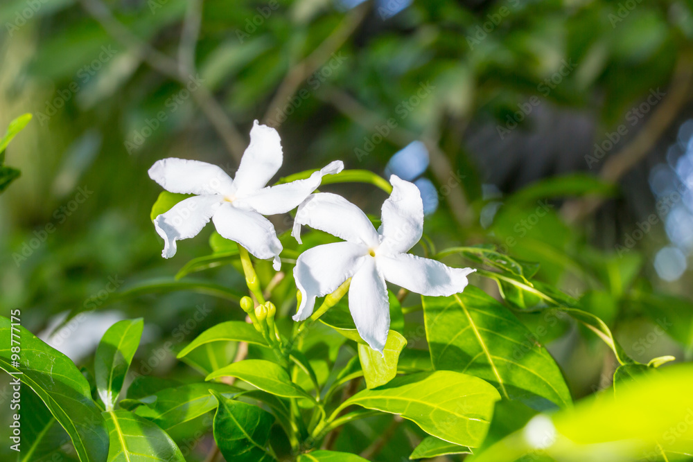 Obraz premium Beautiful azalea flowers tropical flowers. Desert roses in the garden Thailand, Phuket