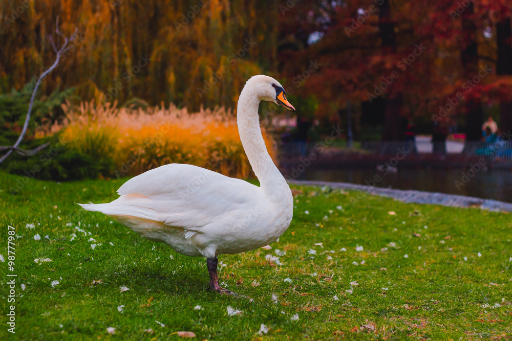White Swan standing on grass in park White Swan standing on grass in park