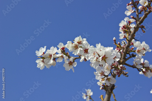 White cherry tree detail at spring